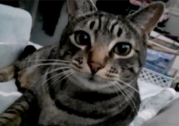 /Images/uploads/Canopy Cat Rescue/kittystarofccr/entries/27985thumb.jpg